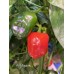 Aji Piquante Pepper Seeds 