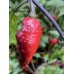 Mojo Black Pepper Seeds 
