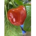 Aji Piquante Pepper Seeds 