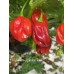 Habanero Ugandan Red Pepper Seeds Habanero Ugandan Red Pepper Seeds