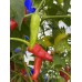 Large Pequin Pepper Seeds 