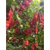 Datil Red Pepper Seeds