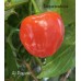 Aji Piquante Pepper Seeds 