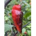 Mojo Black Pepper Seeds 