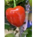 Aji Piquante Pepper Seeds 