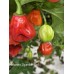 Habanero Ugandan Red Pepper Seeds Habanero Ugandan Red Pepper Seeds