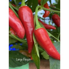 Large Pequin Pepper Seeds 