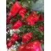 Datil Red Pepper Seeds