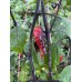 Mojo Black Pepper Seeds 