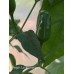 Pequin Large Orange Pepper Seeds 