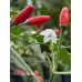 Chilpaya Tuxtlas Pepper Seeds 