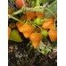 Royal Gold Pepper Seeds 
