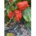 Moruglah F3 Red Pepper Seeds 