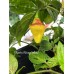 Puerto Rican Yellow Pepper Seeds 