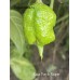 Kaos Purple Reaper Pepper Seeds Kaos Purple Reaper Pepper Seeds