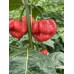 Monster Moruga Red Pepper Seeds 