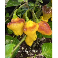 Puerto Rican Yellow Pepper Seeds 