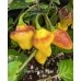 Puerto Rican Yellow Pepper Seeds 