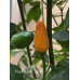 Pequin Large Orange Pepper Seeds 