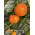 APS Hot Orange Cherry Pepper Seeds APS Hot Orange Cherry Pepper Seeds