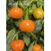 APS Hot Orange Cherry Pepper Seeds APS Hot Orange Cherry Pepper Seeds