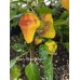 Puerto Rican Yellow Pepper Seeds 