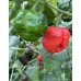 Monster Moruga Red Pepper Seeds 
