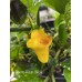 Puerto Rican Yellow Pepper Seeds 