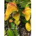Puerto Rican Yellow Pepper Seeds 