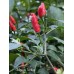 Chilpaya Tuxtlas Pepper Seeds 