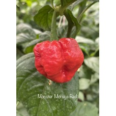 Monster Moruga Red Pepper Seeds 