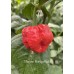 Monster Moruga Red Pepper Seeds 