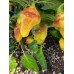Puerto Rican Yellow Pepper Seeds 