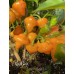 Royal Gold Pepper Seeds 