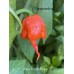 Kaos Purple Reaper Pepper Seeds Kaos Purple Reaper Pepper Seeds