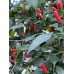 Chilpaya Tuxtlas Pepper Seeds 