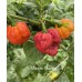 Monster Moruga Red Pepper Seeds 