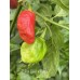7-Pot Bubble Gum x Butch T Pepper Seeds 7-Pot Bubble Gum x Butch T Pepper Seeds