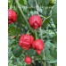 7-Pot Dragons Breath x T.S Moruga Red Pepper Seeds