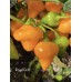 Royal Gold Pepper Seeds 