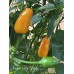 Pequin Large Orange Pepper Seeds 