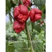 7-Pot Dragons Breath x T.S Moruga Red Pepper Seeds