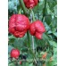 7-Pot Dragons Breath x T.S Moruga Red Pepper Seeds