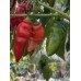 Rocoto Aji Largo Pepper Seeds 