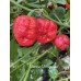 Monster Moruga Red Pepper Seeds 