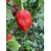7-Pot Bubble Gum x Butch T Pepper Seeds 7-Pot Bubble Gum x Butch T Pepper Seeds
