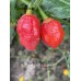 7-Pot Bubble Gum x Butch T Pepper Seeds 7-Pot Bubble Gum x Butch T Pepper Seeds