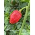 7-Pot Bubble Gum x Butch T Pepper Seeds 7-Pot Bubble Gum x Butch T Pepper Seeds
