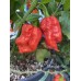 Moruglah F3 Red Pepper Seeds 