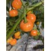 APS Hot Orange Cherry Pepper Seeds APS Hot Orange Cherry Pepper Seeds